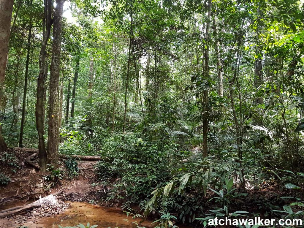 Au milieu de la jungle, on entend au loin le cris des singes - Taman Negara - Malaisie