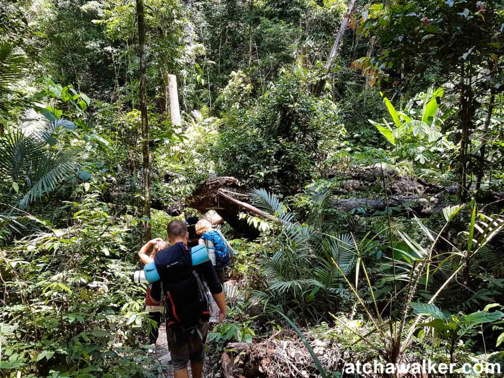 Deep in the jungle! - Taman Negara - Malaisie