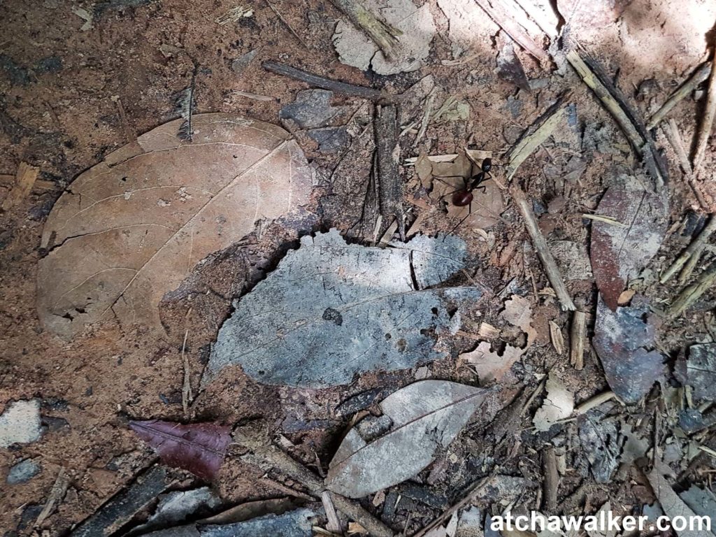 Une grosse fourmi - Taman Negara - Malaisie
