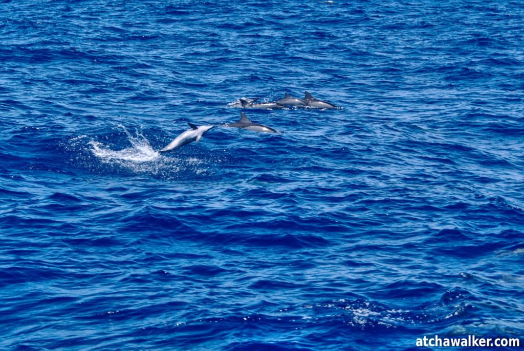 En anglais, ils sont nommés spinner dolphin, à cause de leur habitude d’effectuer des vrilles lorsque qu’ils sautent hors de l’eau comme ci-dessus. Dauphins à long bec – Ningaloo Reef